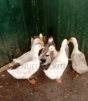 Healthy Animals