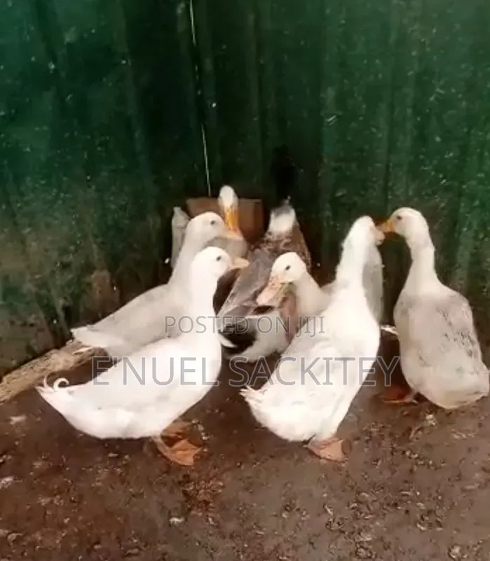 Healthy Animals