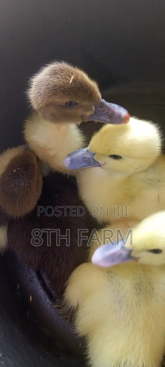 Belgian Mascovy Ducklings