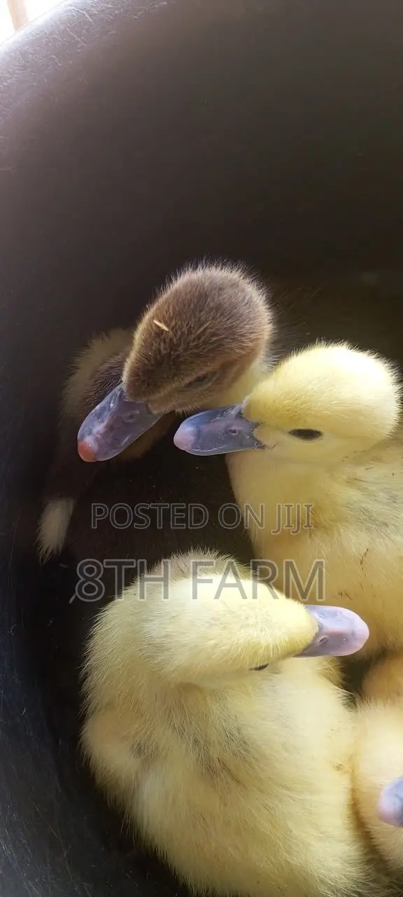 Belgian Mascovy Ducklings