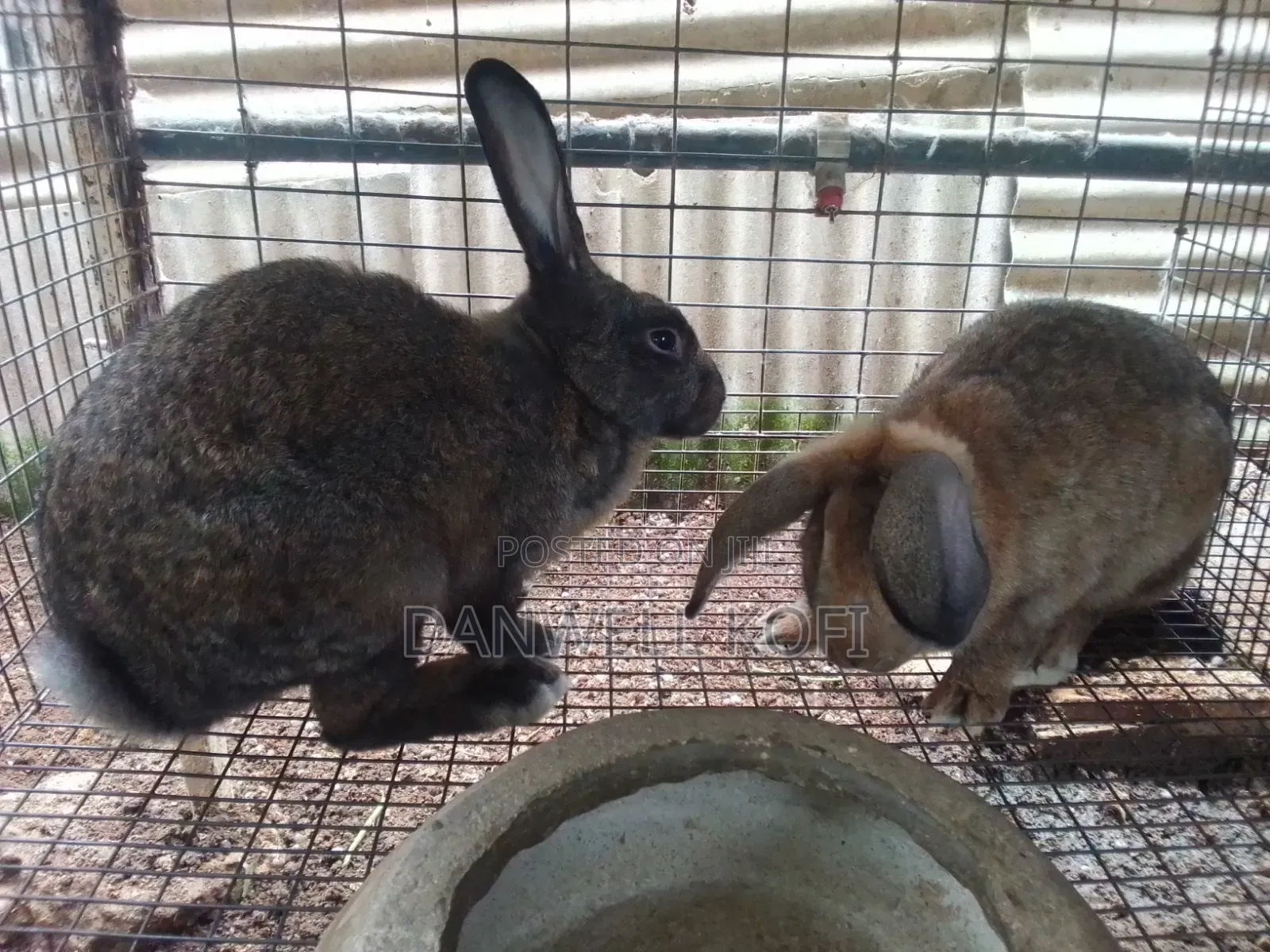 Rabbits for Sale