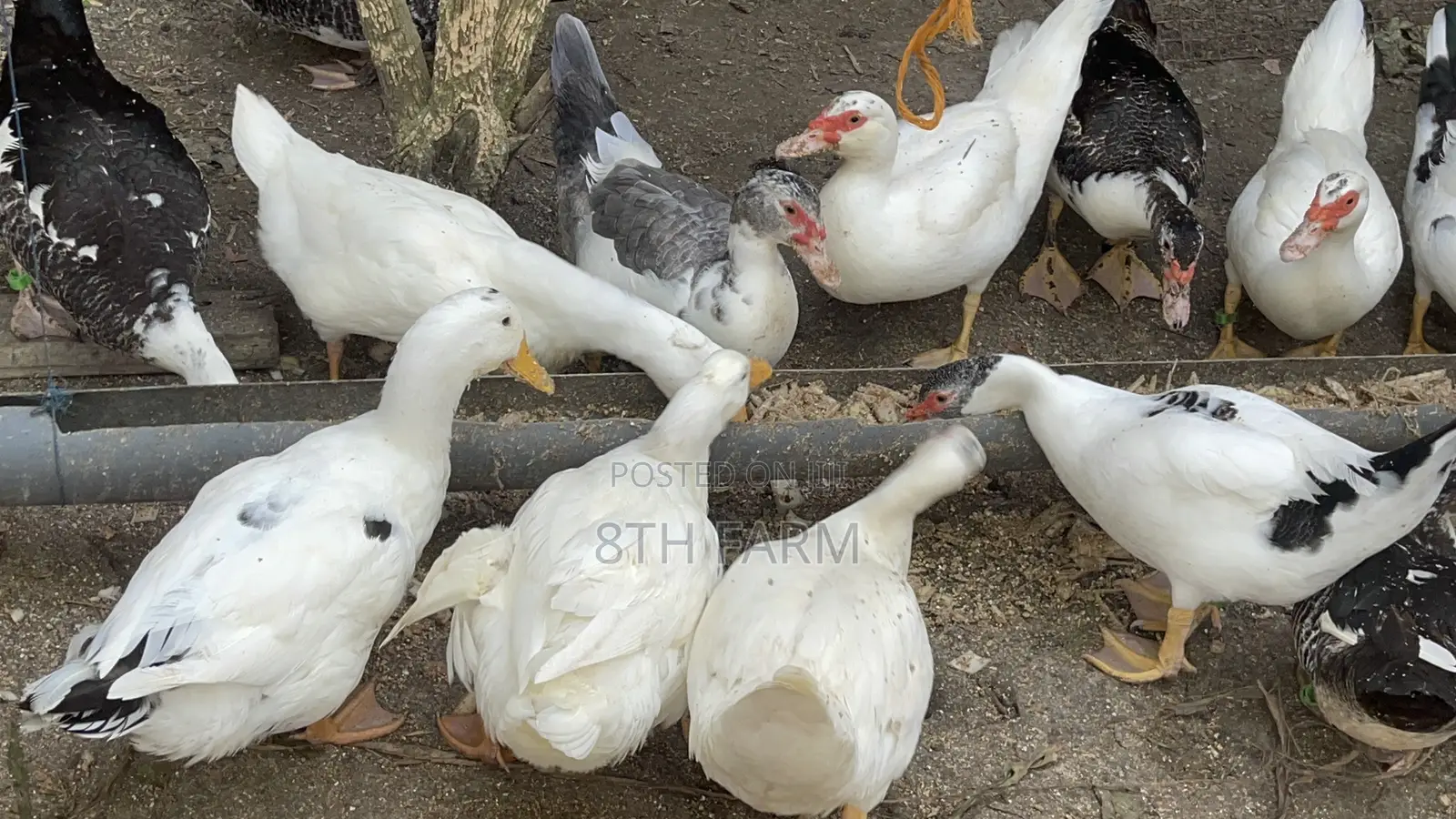 Belgian Mascovy Ducklings
