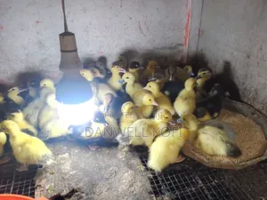Foreign Muscovy Ducklings for Sale