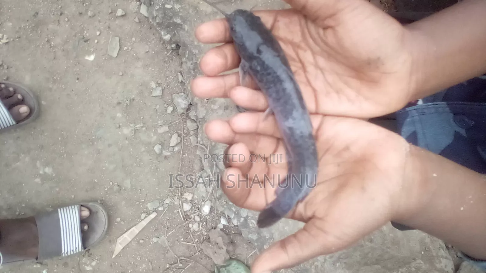 Catfish Jumbo Size for Sale