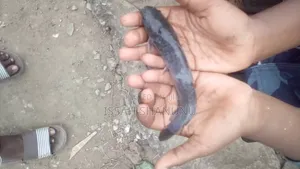 Catfish Jumbo Size for Sale
