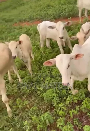 I Have Both Young and Old Cows for Affordable Price