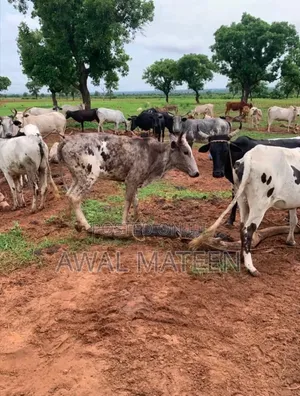 I Have 30 Young and Old Cows for Affordable Price
