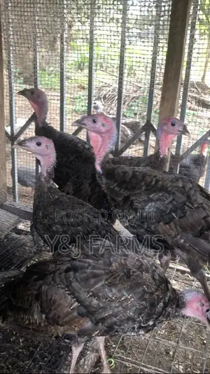 15 Weeks Healthy Turkey Poults