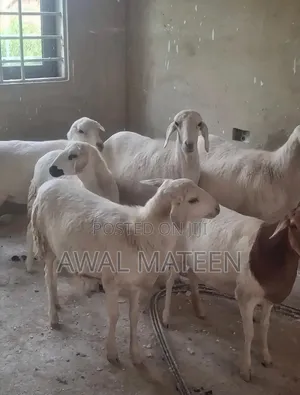 I Have Both Young and Old Sheeps for Affordable Price