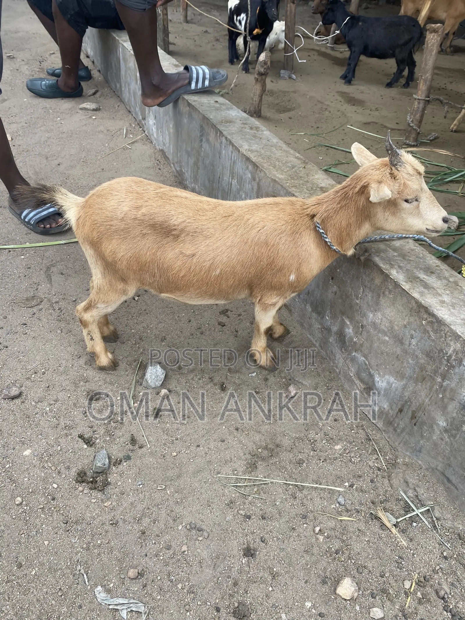 Female Male Goats Available