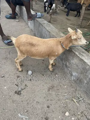 Female Male Goats Available