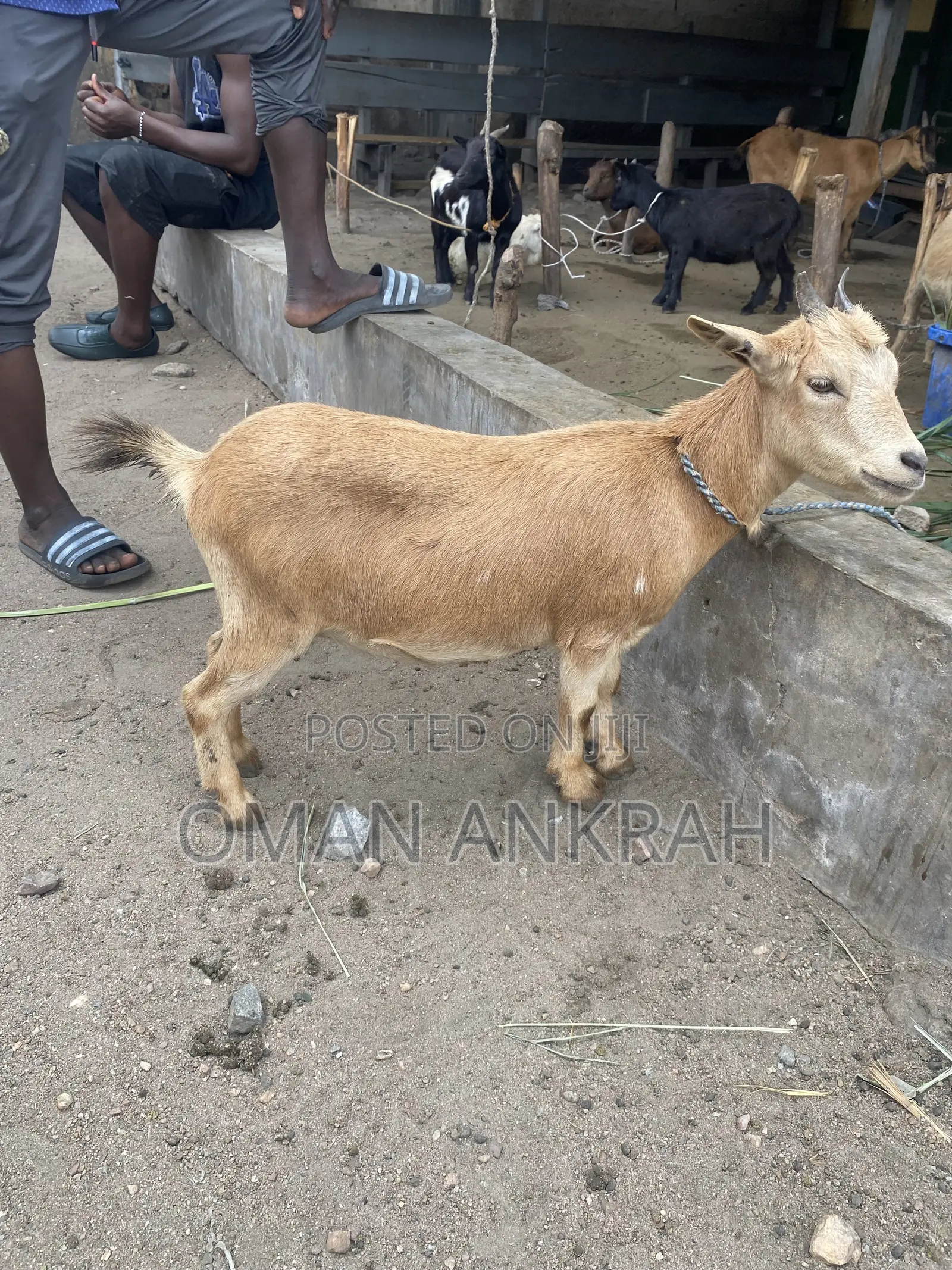 Female Male Goats Available