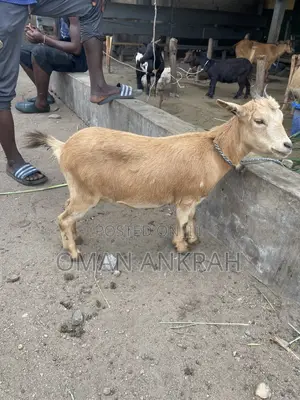 Female Male Goats Available