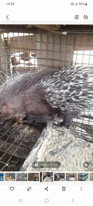 Femal Porcupine for Sale