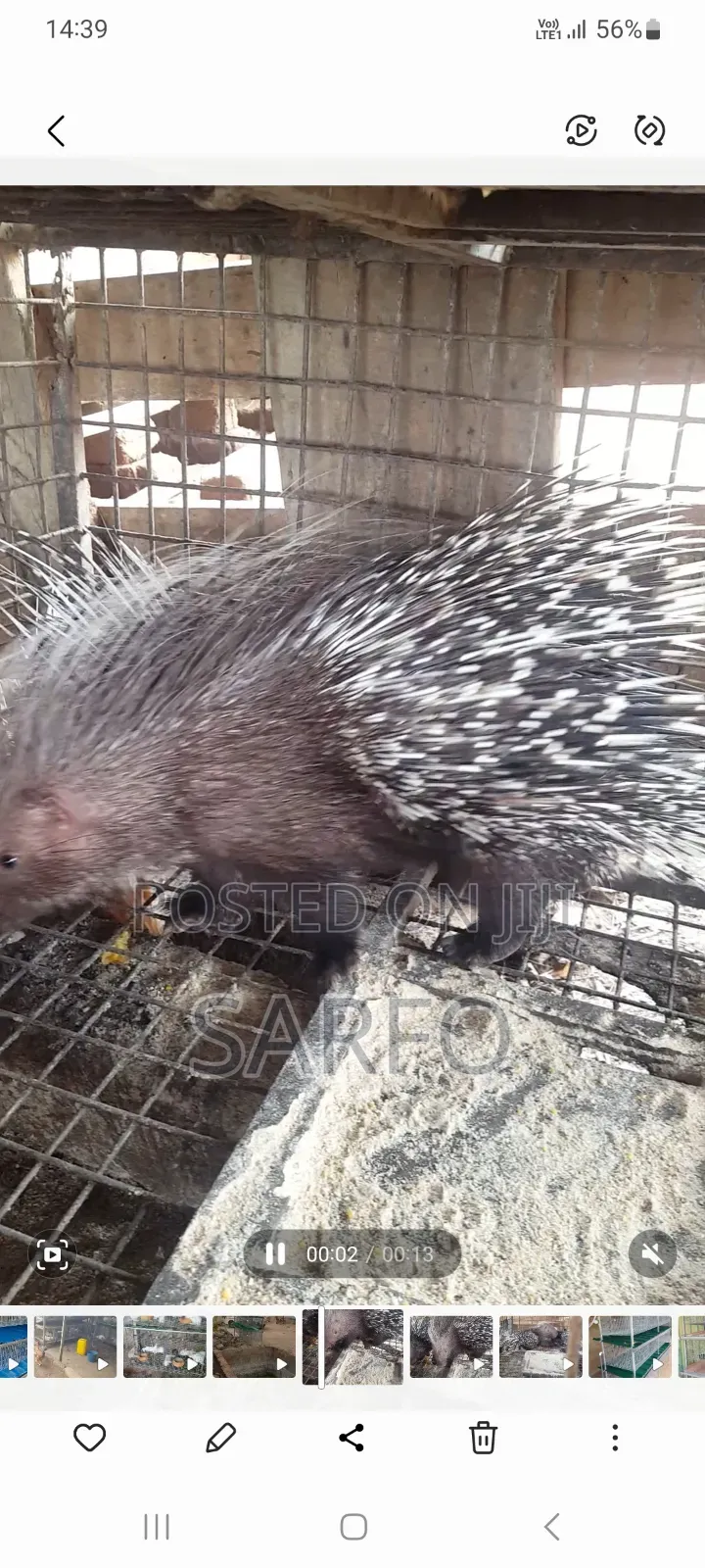 Femal Porcupine for Sale