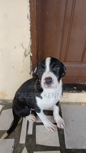 1-3 months Male Purebred American Pit Bull Terrier