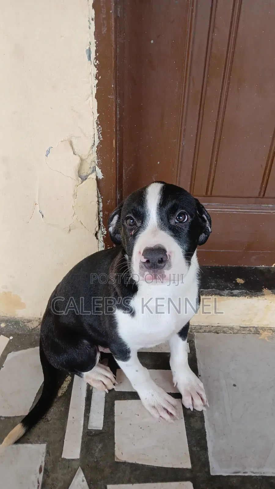 1-3 months Male Purebred American Pit Bull Terrier