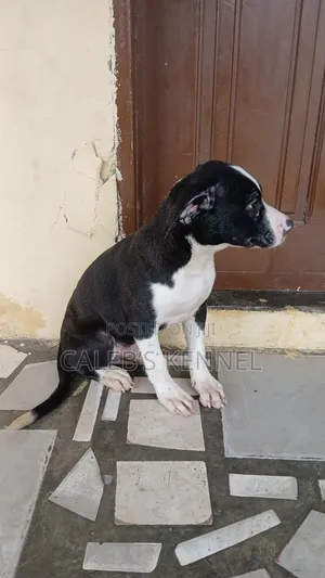 1-3 months Male Purebred American Pit Bull Terrier