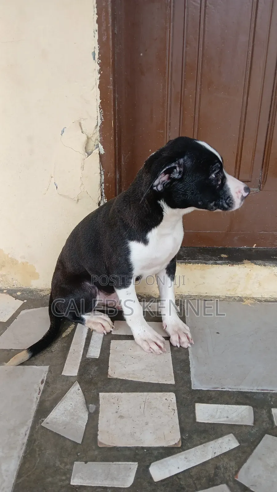 1-3 months Male Purebred American Pit Bull Terrier