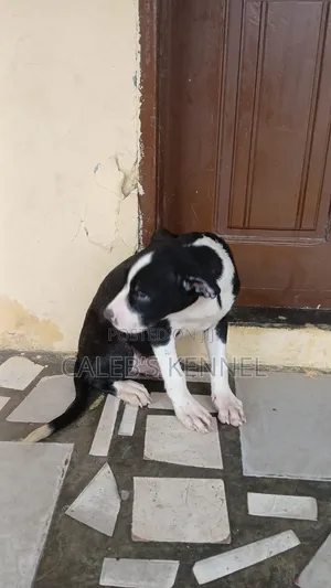 1-3 months Male Purebred American Pit Bull Terrier