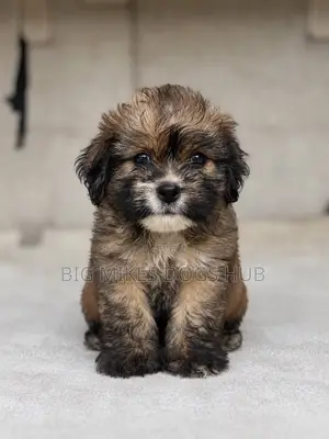 1-3 months Female Purebred Poodle