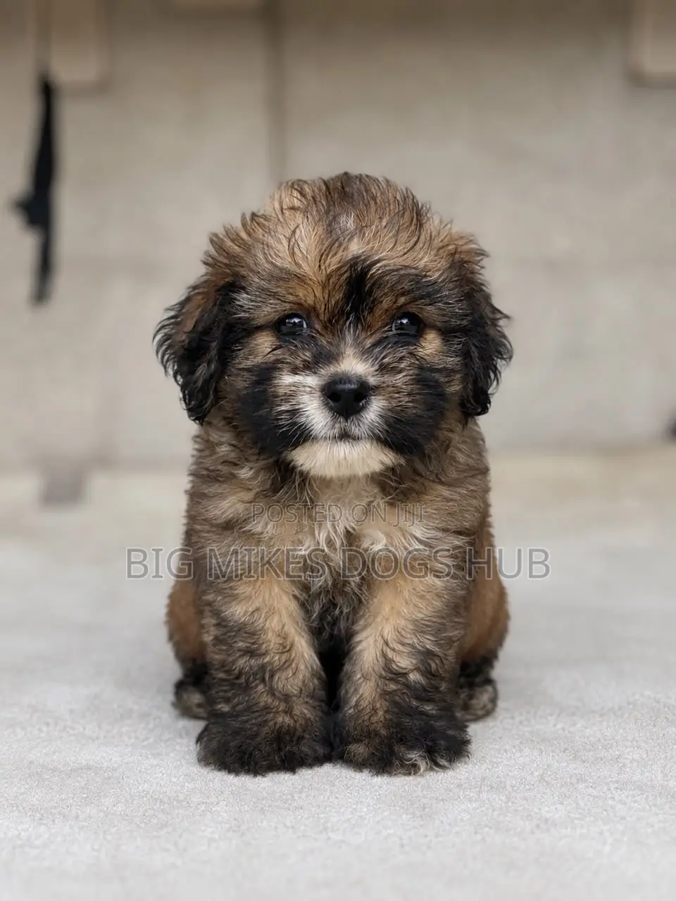 1-3 months Female Purebred Poodle
