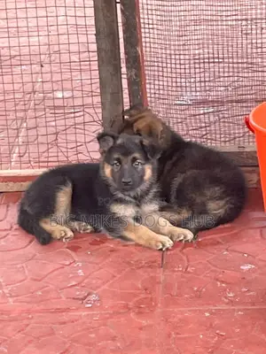1-3 months Male Purebred German Shepherd