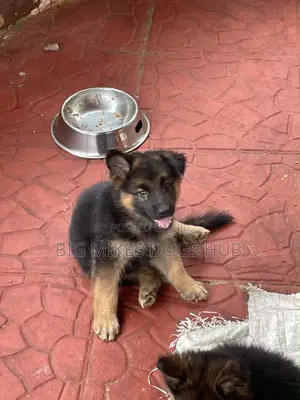 1-3 months Male Purebred German Shepherd