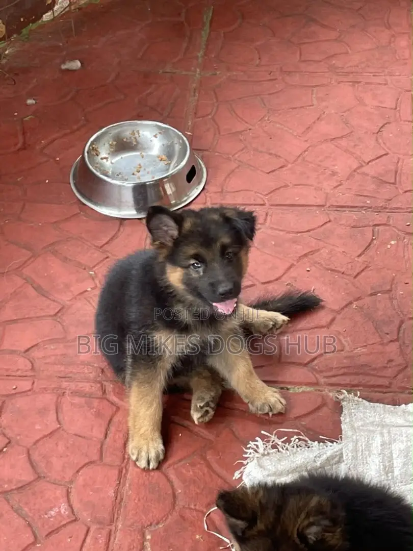 1-3 months Male Purebred German Shepherd