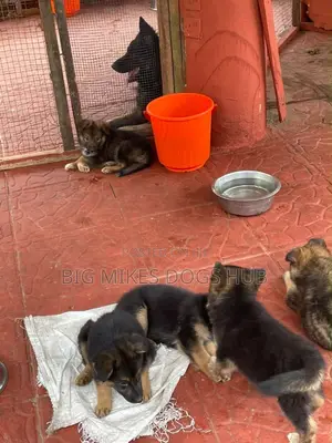 1-3 months Male Purebred German Shepherd