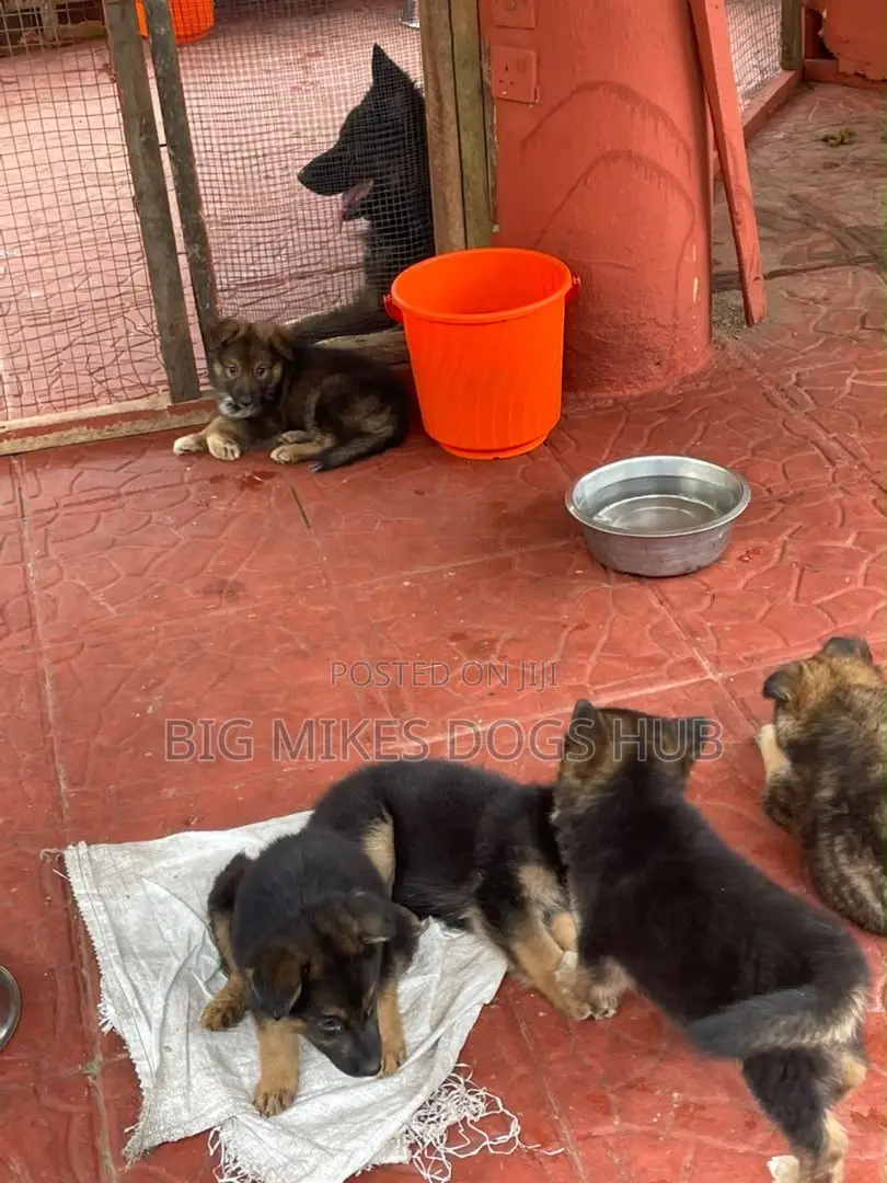 1-3 months Male Purebred German Shepherd
