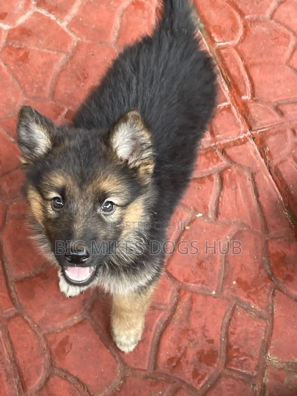 1-3 months Male Purebred German Shepherd