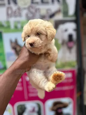 1-3 months Male Purebred Poodle