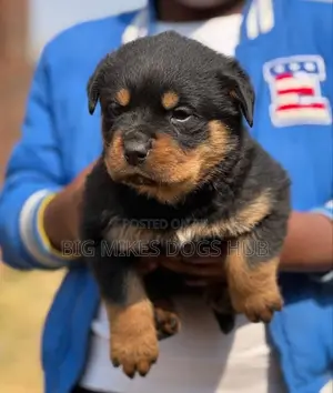 1-3 months Female Purebred Rottweiler