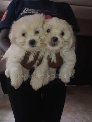 1-3 months Male Purebred Maltese