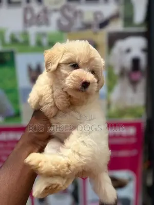 1-3 months Male Purebred Poodle