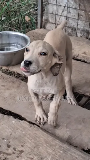 3-6 months Female Purebred Boerboel