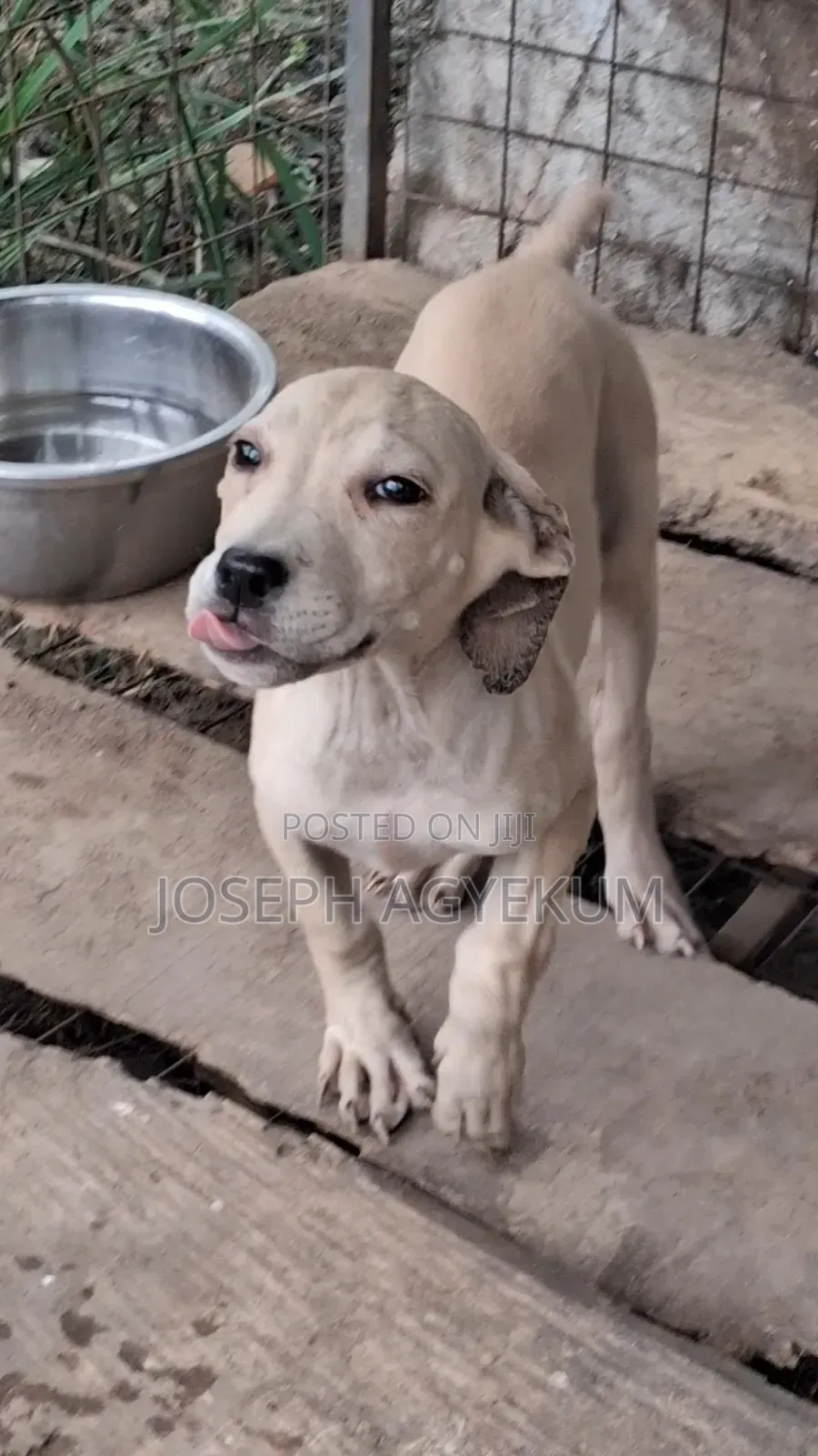 3-6 months Female Purebred Boerboel
