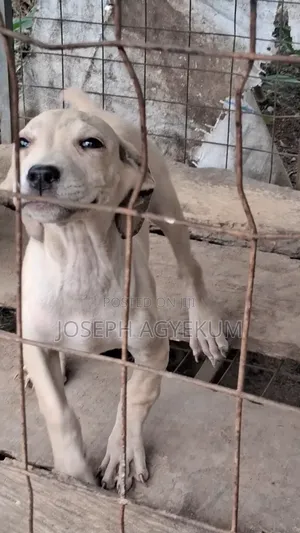 3-6 months Female Purebred Boerboel