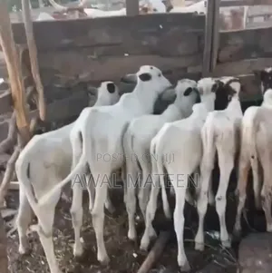 I Have 30 Young Cows for Affordable Price