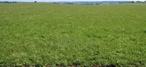 Plot for Sale at Bolga. Kalbeo Tindonsobligo