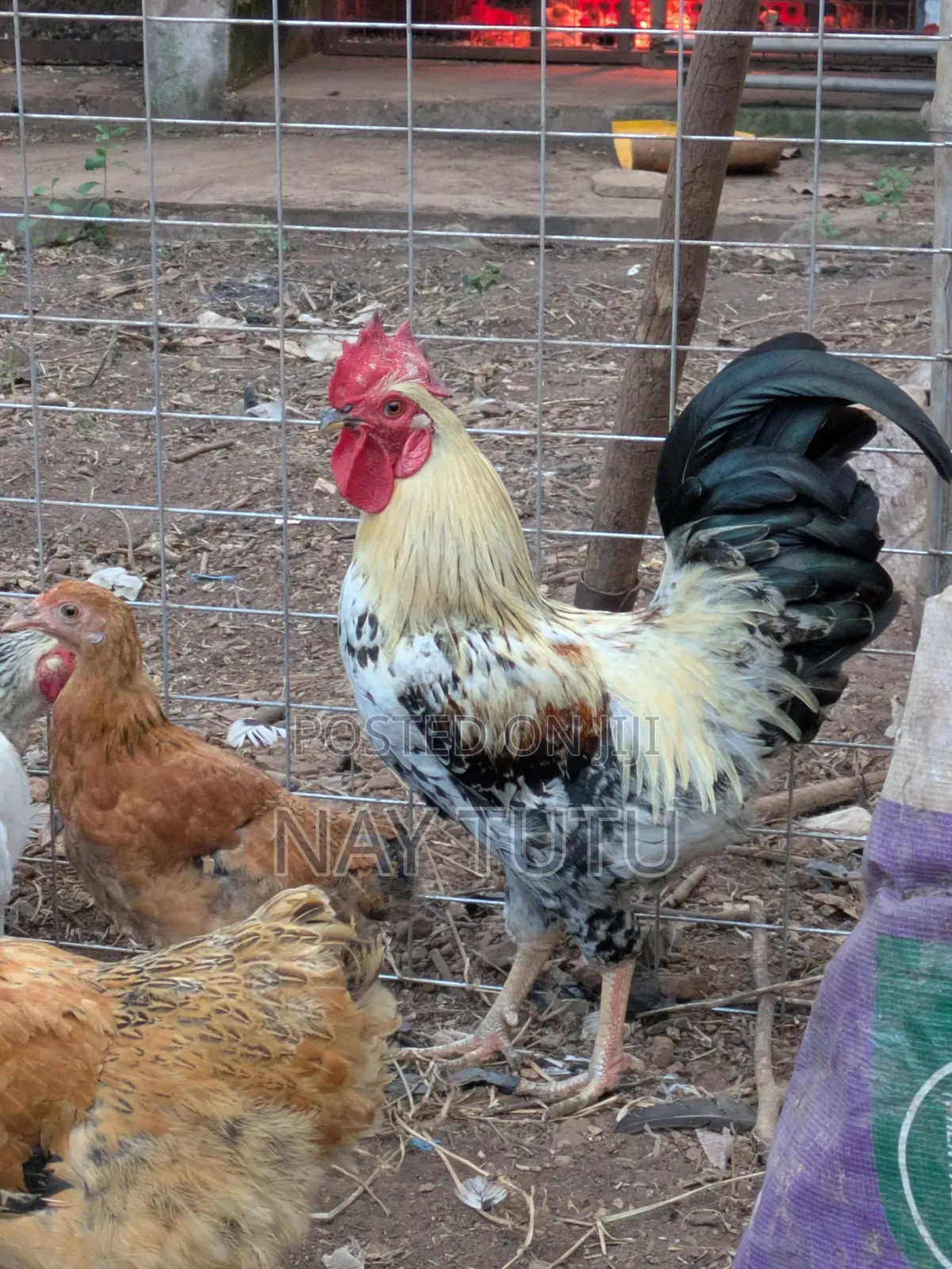 Local Male Fowl for Your Enjoyment