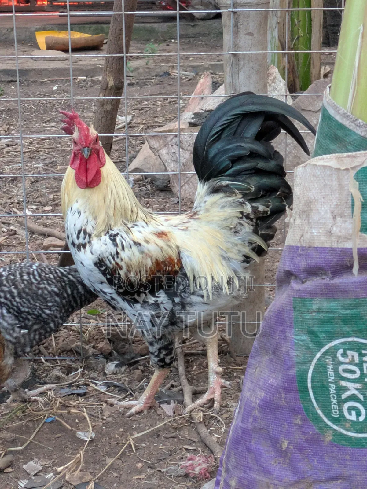 Local Male Fowl for Your Enjoyment