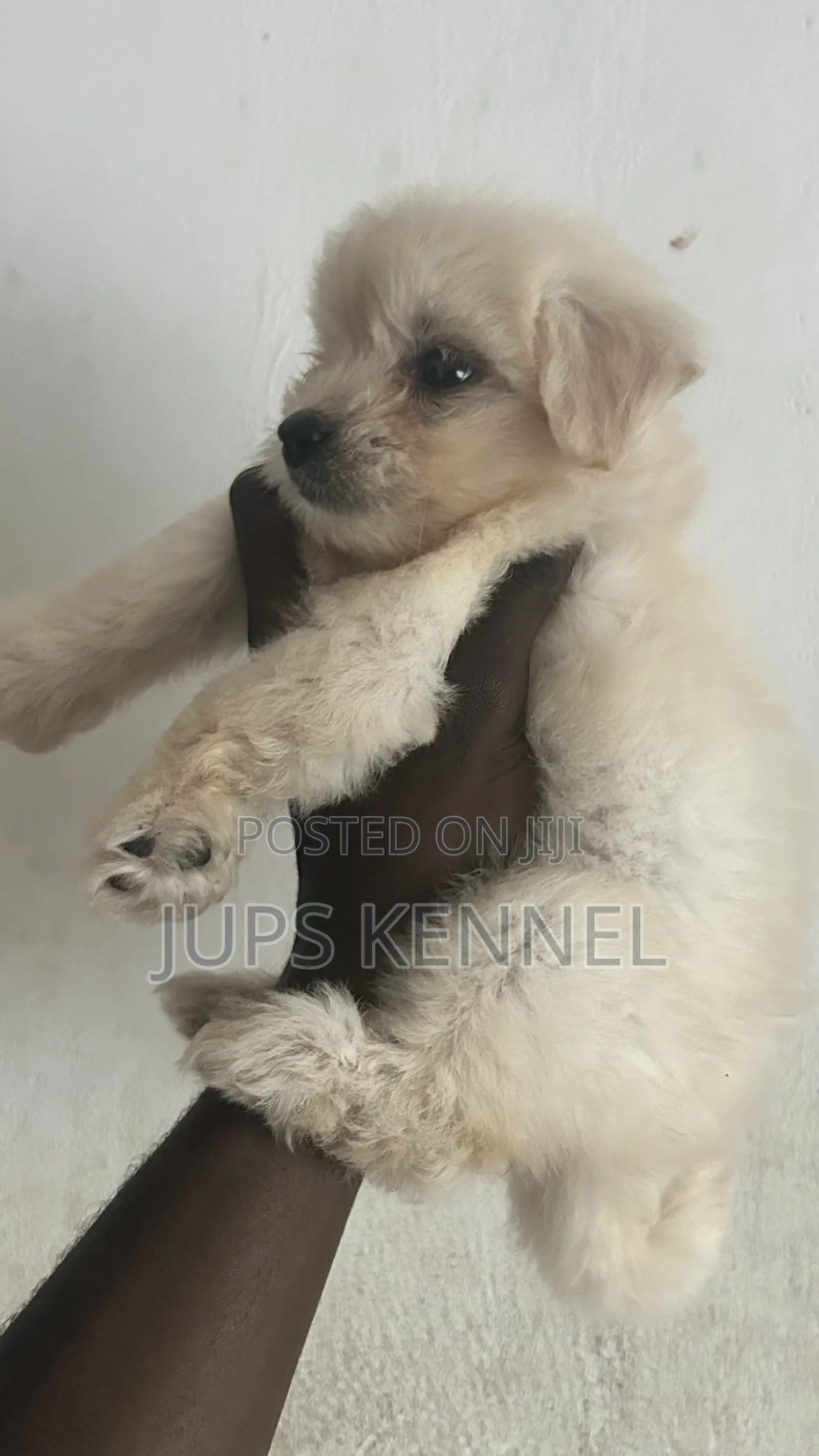 1-3 months Female Purebred Poodle