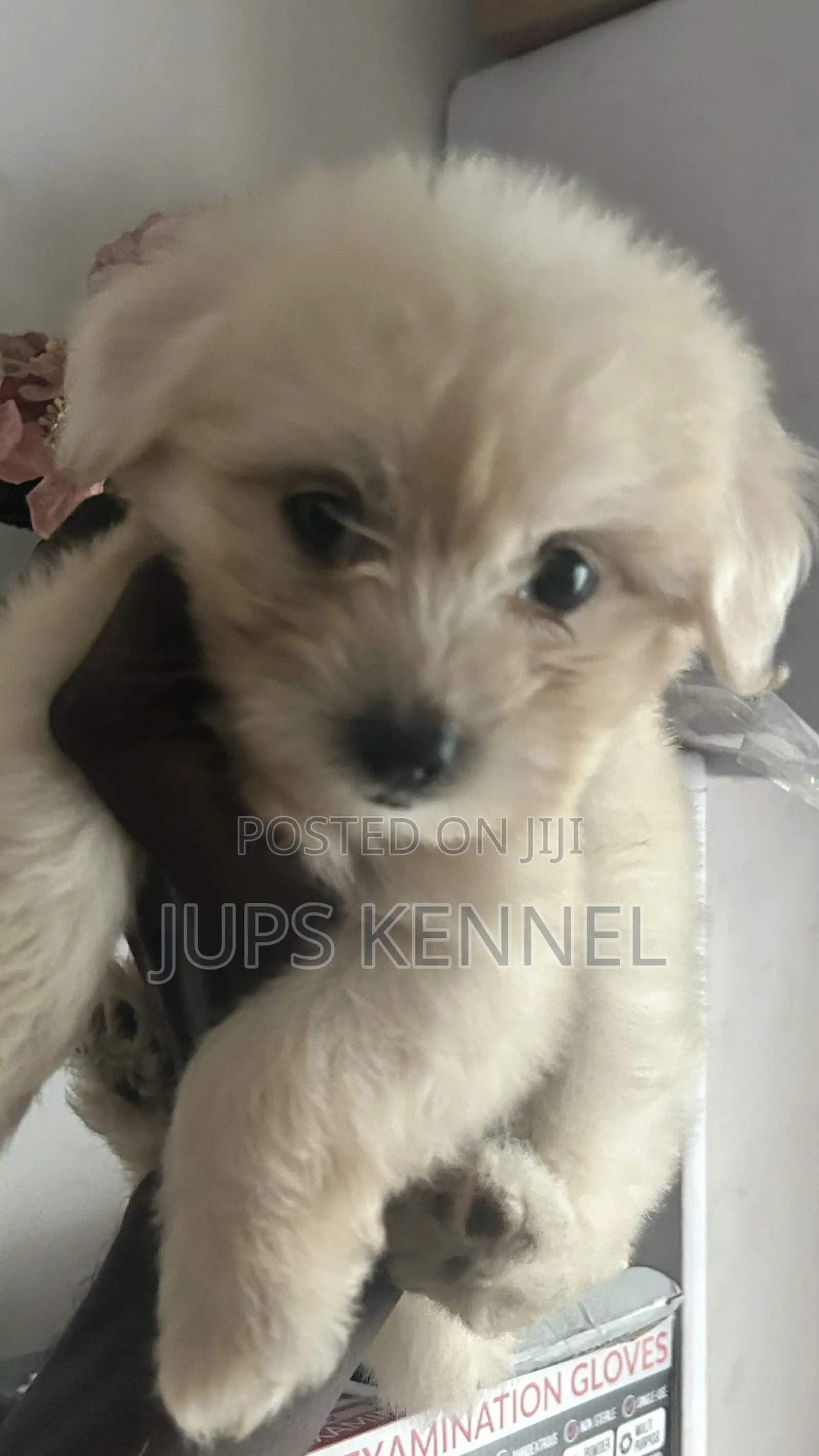 1-3 months Female Purebred Poodle