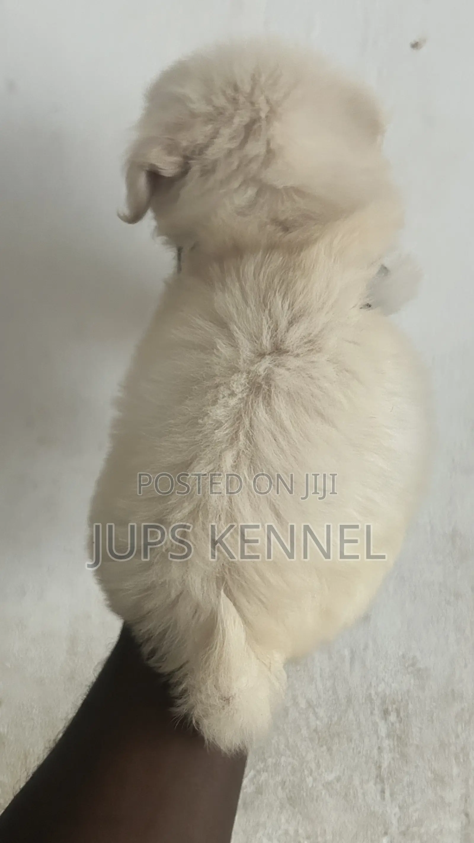 1-3 months Female Purebred Poodle
