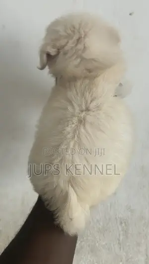 1-3 months Female Purebred Poodle