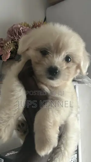 1-3 months Female Purebred Poodle