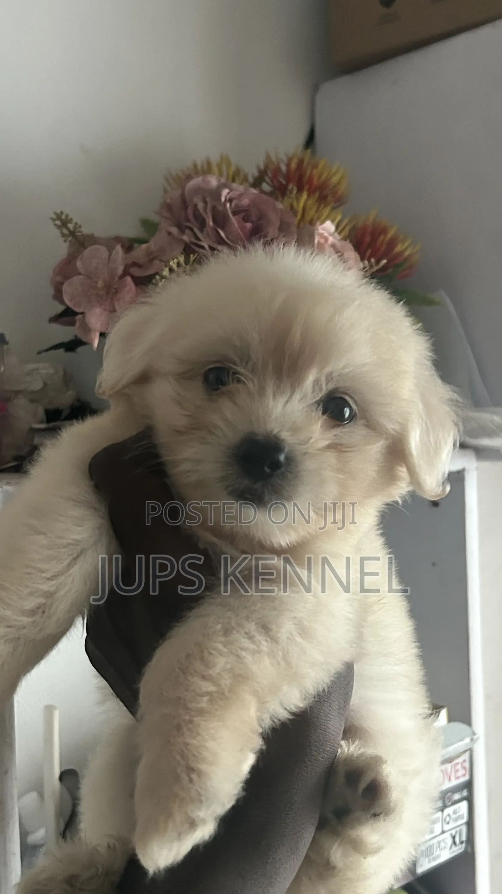 1-3 months Female Purebred Poodle