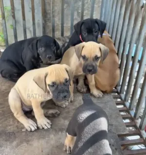 1-3 months Male Purebred Boerboel